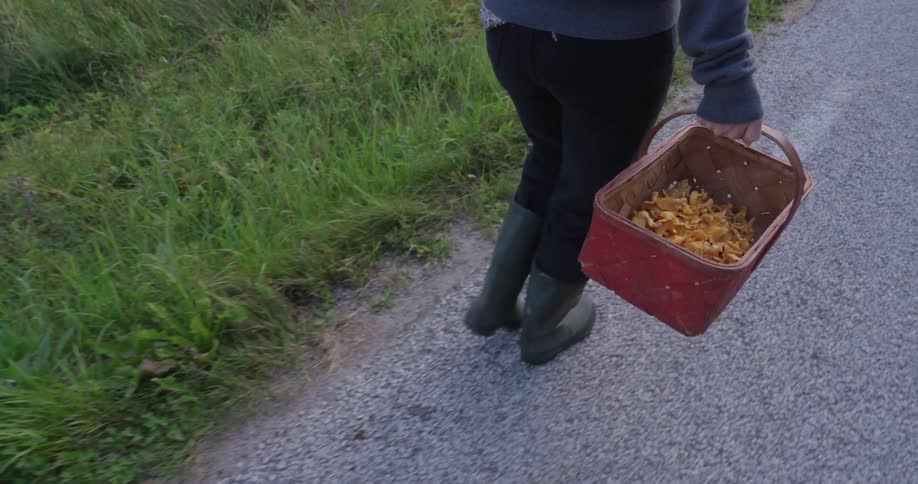 A closeup view of a persons side holding a brown wicker basket filled with freshly harvested mushrooms