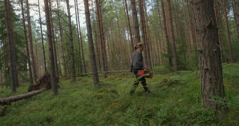 A woman carries a red wicker basket through the forest collecting mushrooms
