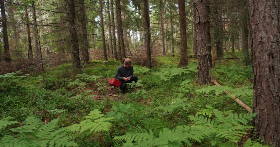 A woman is foraging in the woods