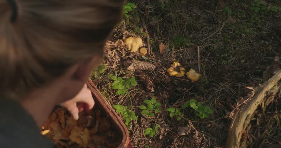 A woman collecting mushrooms on a basket