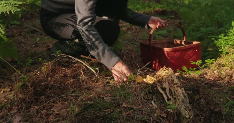 Person in a forest picking mushrooms