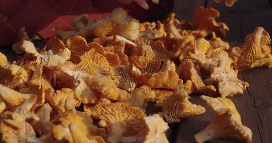 Hand selecting dried mushrooms