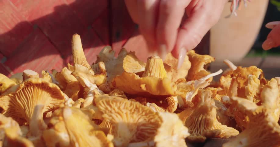 Closeup of a woman inspecting a group of winter mushrooms