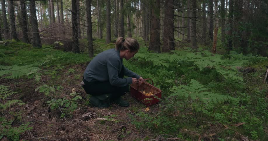 Woman crouches while foraging for mushrooms in the woods