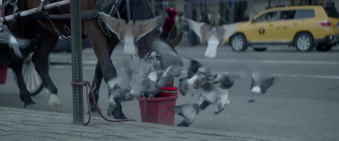 A flock of birds fly off of the ground