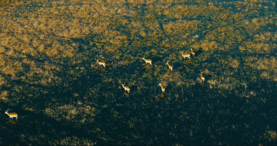 A group of lechwe antelopes walking in an area with water on the ground