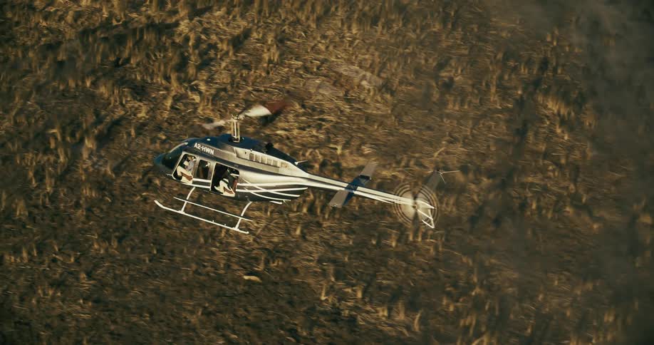 A helicopter flies over a large herd of buffaloes