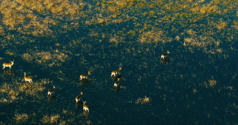 A group of lechwe antelopes walking in an area with water on the ground