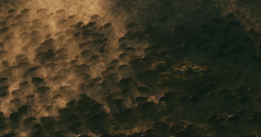 A large herd of buffaloes kicks up dust on a plain
