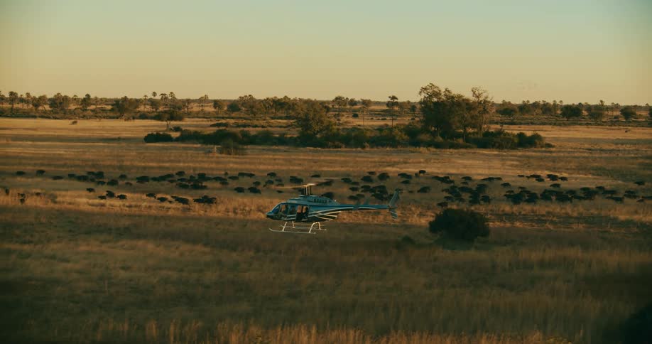 A helicopter flying over a savanna while a herd of animals grazes below