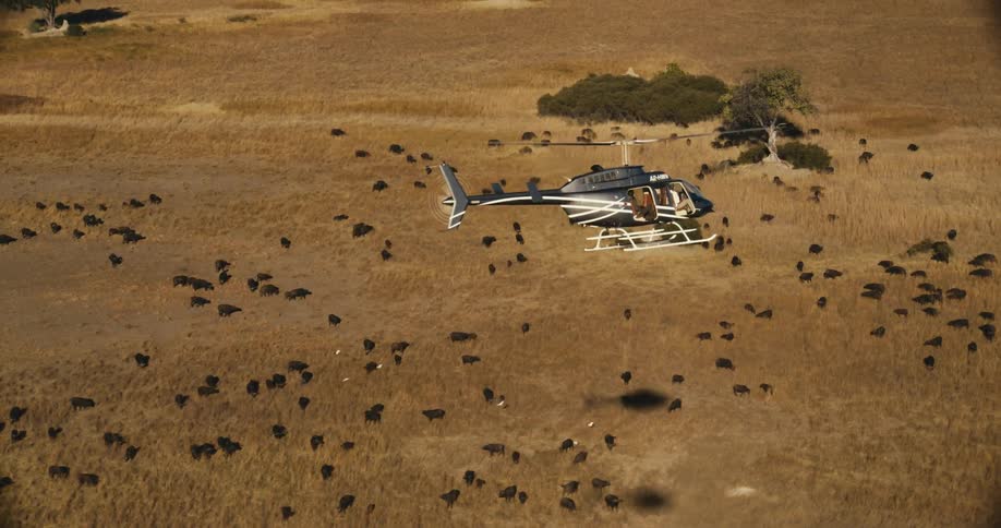 A black helicopter flying over a savannah with several buffaloes gathered on the beige grass