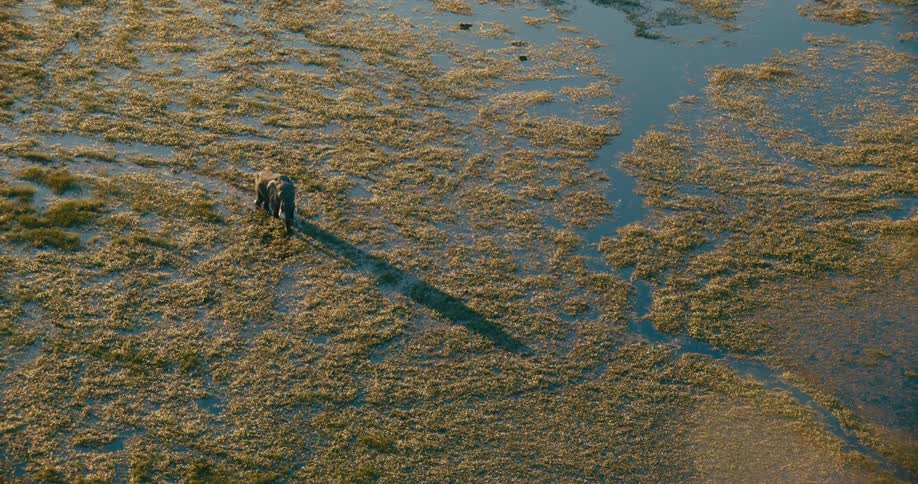 An elephant walking through a wetland area with golden grass and water