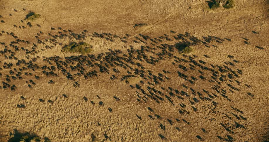 A herd of buffaloes move on the landscape