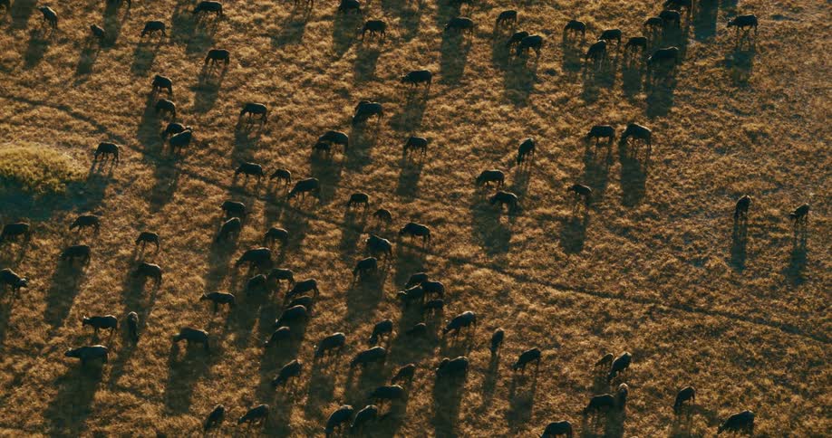 Aerial view of buffaloes walking