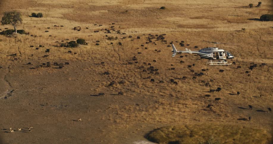 Helicopter flies low over a savannah landscape with sparse vegetation and a group of buffaloes below
