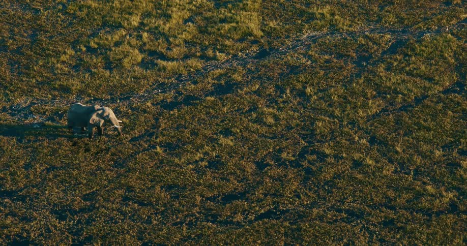 An elephant is in a swamp stirring up water with its trunk