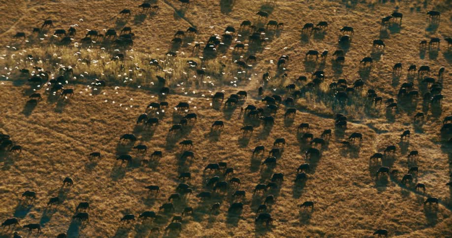 Large flock of birds flies over a herd of grazing buffaloes