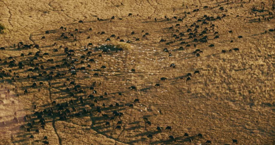 A flock of white birds flying over a herd buffaloes or wildebeests across a dry savannah