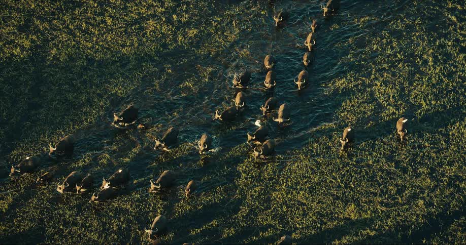 A large group of buffaloes are walking in a swamp water