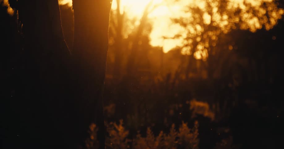 Silhouette of trees and a golden late afternoon sun