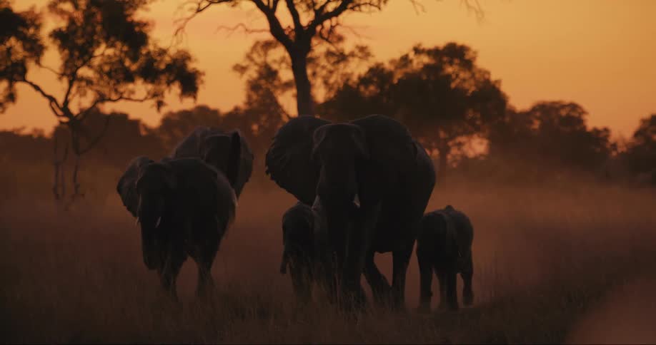 A group of elephants walks across a grassy area