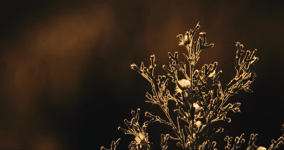 Flies circling a plant as it waves in the wind