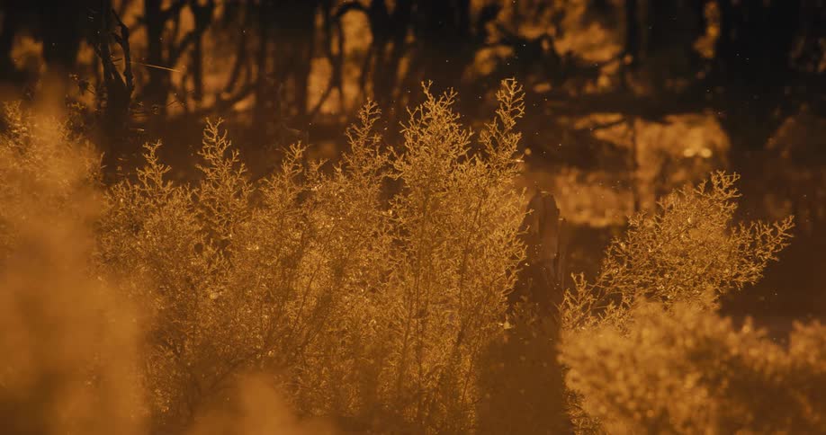 The sun is rising on the forest