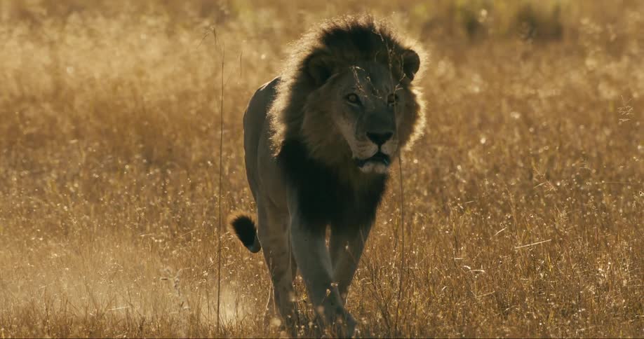 Male lion stirs up dust while walking across a field on a sunny day