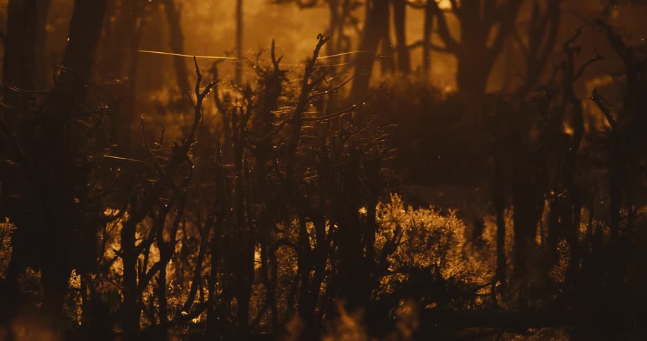 The silhouette of some plants in a natural environment with a strong orange light on site