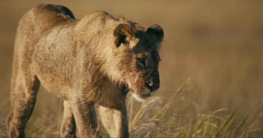 A bird flies by a lion walking across a grassy plain