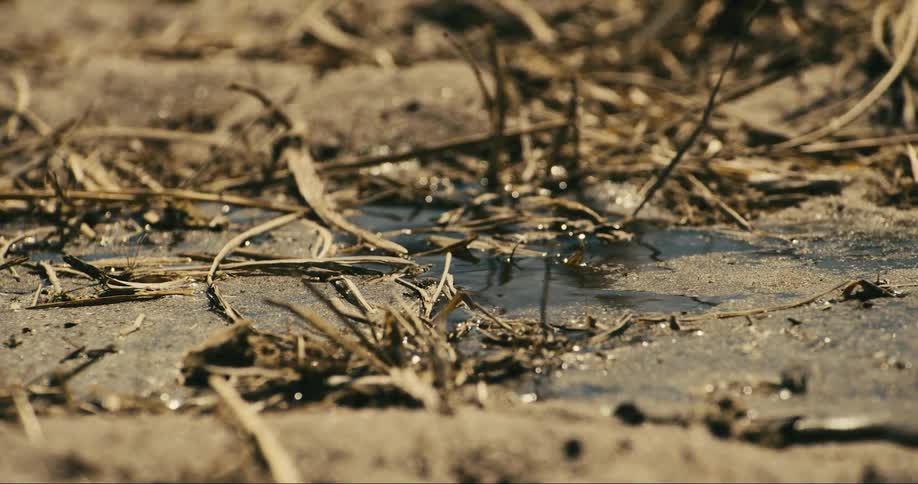 Water flows in the swamp