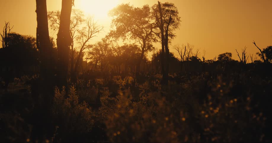 A small vegetation with some trees and a sun with orange glow in the environment