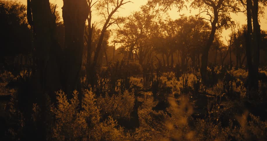 A region with vegetation and several trees on a morning with the sky shining orange and several particles moving in the environment