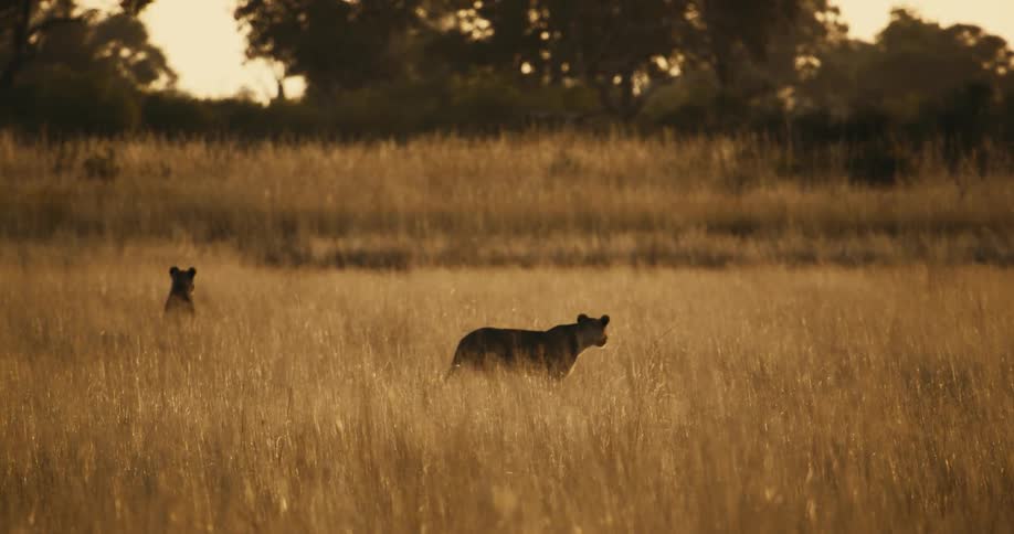 A couple lionesses in a field