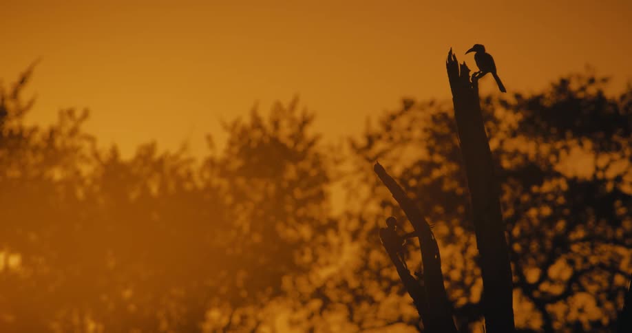 Silhouette of birds on a log against a golden sky
