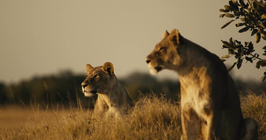 Two lions are sitting in the grass of a savannah and looking intently ahead