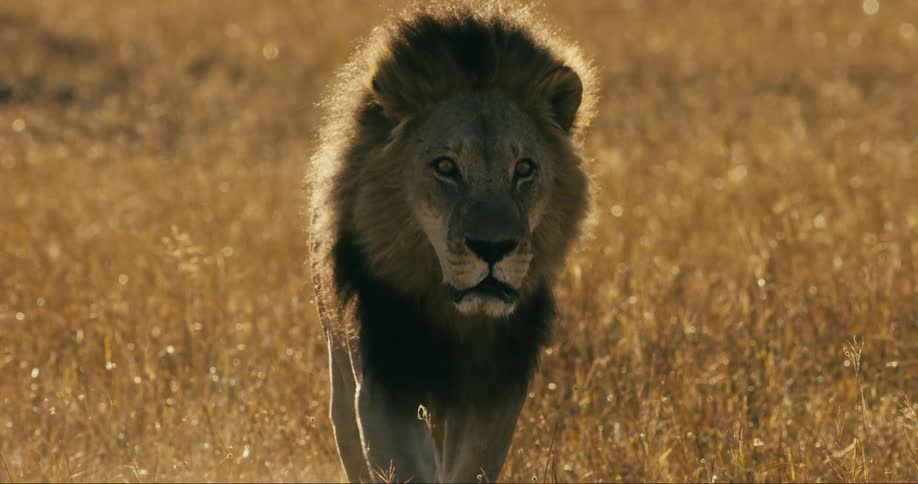 A male lion walks through a grassland