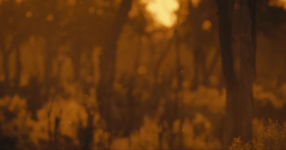 Several small particles flying over a forest with orange tones