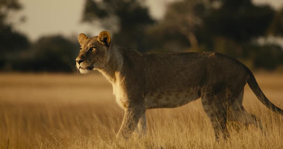 A lion walking on a prairie then stopping