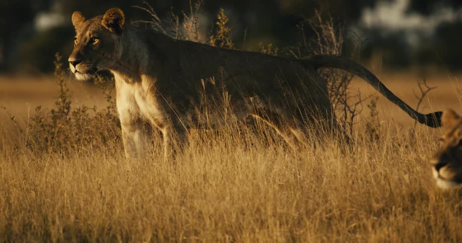Two lions walking in the beige grass of a savannah while looking intently ahead