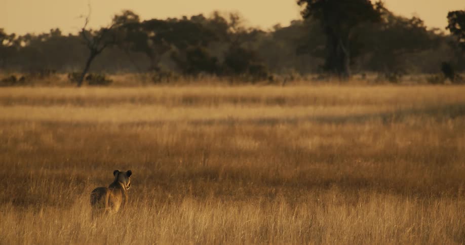 A lion begins walking on the field at sunrise