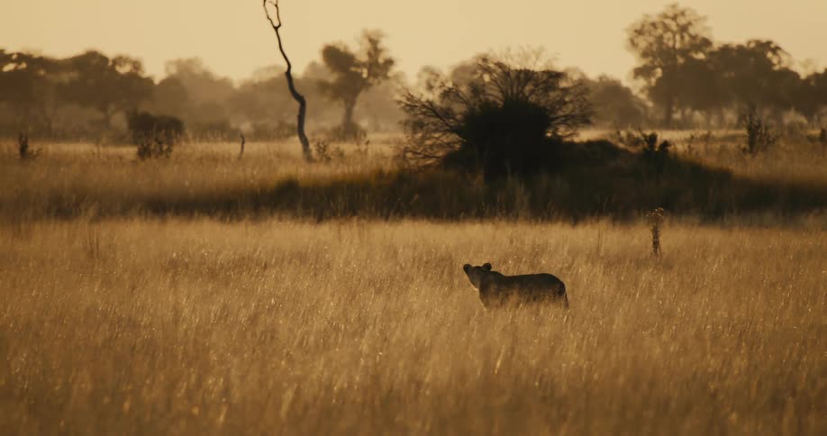 A lion walking in the tall beige vegetation of a savannah