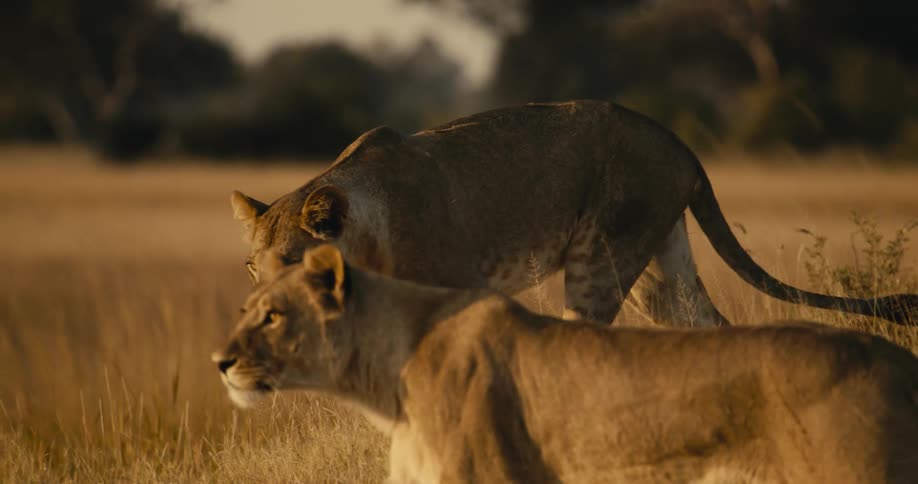 A lion standing on a prairie as another lion walks closer to her then she walks forward