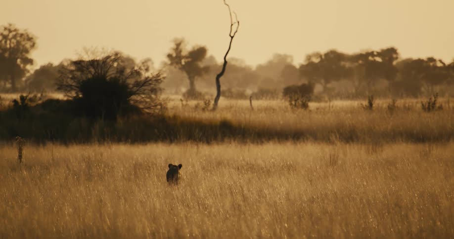 Lioness walks through the grass on the savanna on a sunny