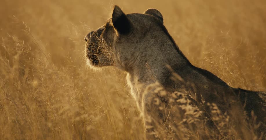 A lion is walking and observing the place in the grass of a savannah