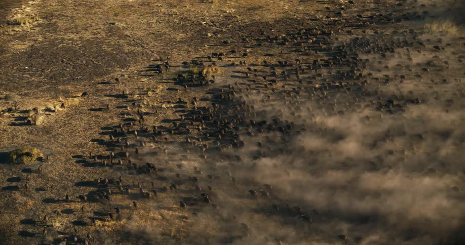 Large herd of buffaloes migrates across dusty terrain