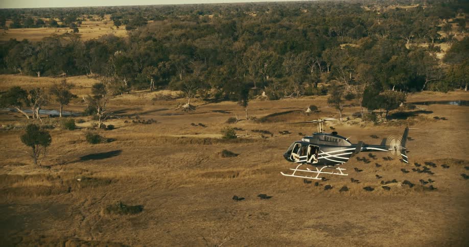 A black and white helicopter flying over a savannah with some trees and some buffaloes walking
