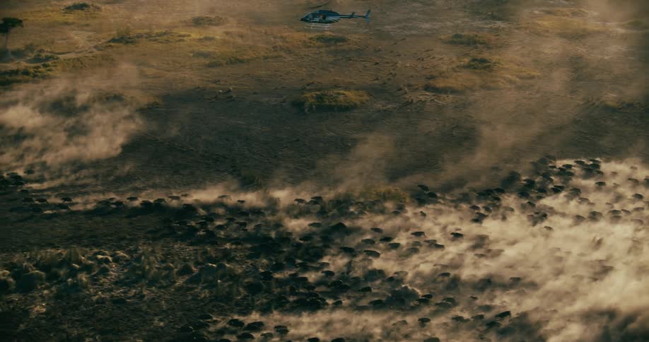 Large herd of buffaloes runs across a landscape raising a cloud of dust and a helicopter flies over the scene