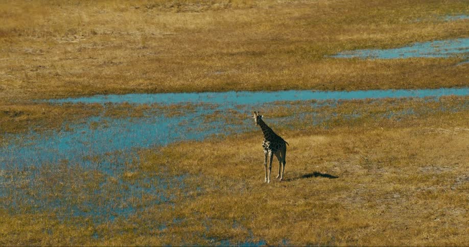 Aerial view of a giraffe on a grassy ground and lake