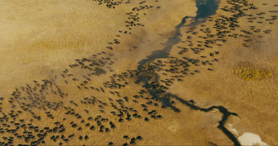 A massive herd of buffaloes migrating across a dry dusty landscape